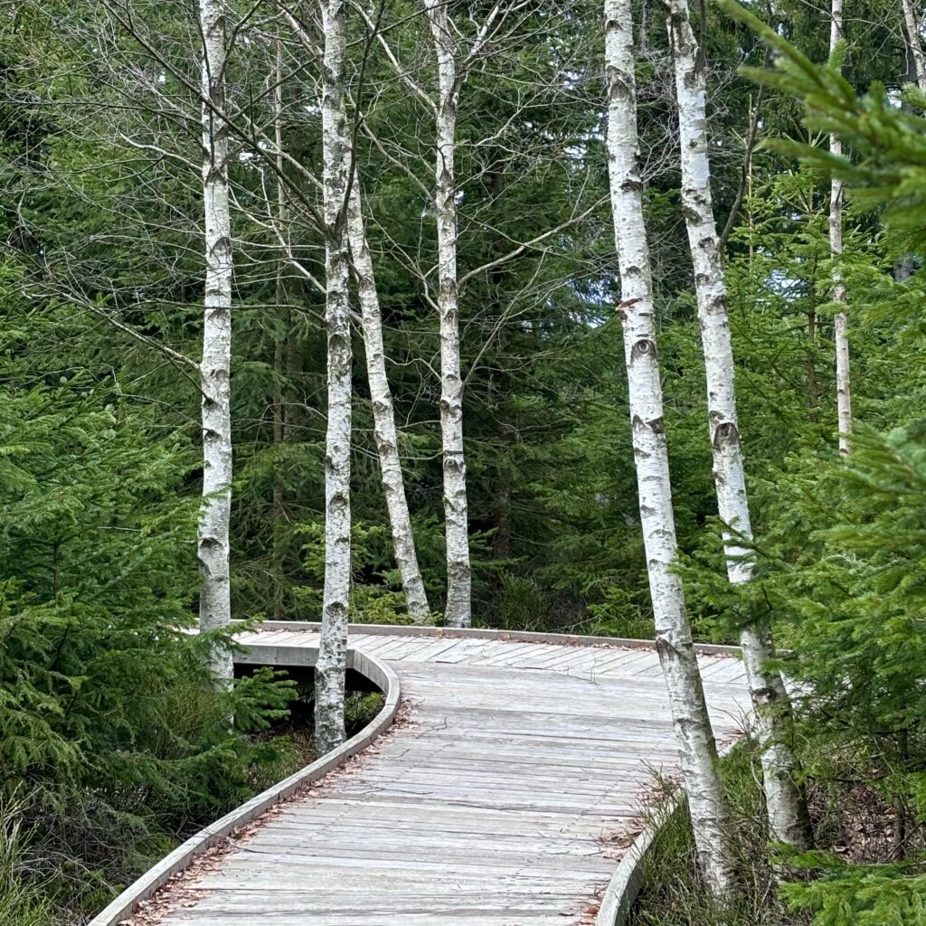 Ein Holzsteg der durch einen Wald mit Birken und Tannen führt und plötzlich nach links abbiegt.